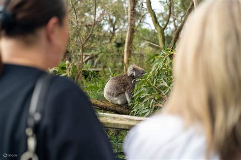 Koala Conservation Reserve Tickets in Phillip Island - Klook Australia