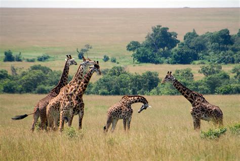 Masai Giraffe Giraffa Camelopardalis Tippelskirchi Masai Mara National Reserve Kenya Grid