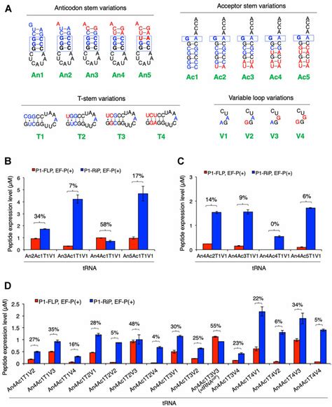 Evaluation Of Trna Ini Variants Bearing Mutations At Anticodon Stem