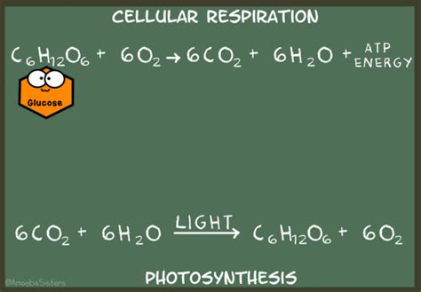 The Bio Mb More Help With Cellular Respiration