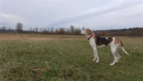 Treeing Walker Coonhound Dog Breed Information, Pictures & Advice