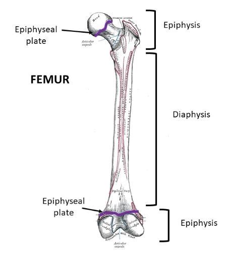 The tip of a long bone is called the A) epiphysis. B) diaphysis. C ...