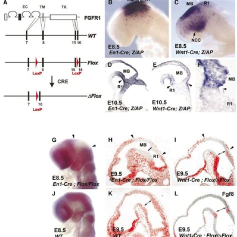 The Conditional Fgfr1 Allele Fgfr1 Ox And Its Inactivation By