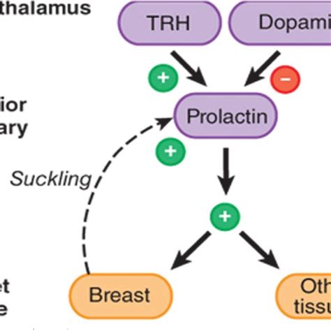 Mechanism Of Hyperprolactinemia In Covid Prolactin Prl Increases