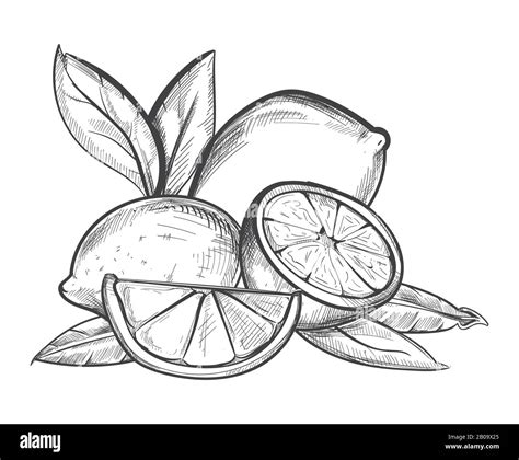 Black white drawing lemon hi-res stock photography and images - Alamy