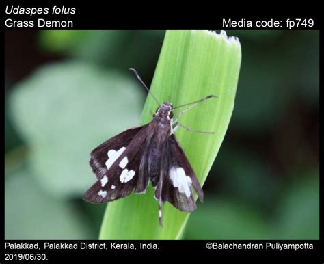 Udaspes Folus Cramer 1775 Grass Demon Butterfly