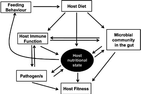 The Network Of Interactions Between Nutrition And Immunity Diet