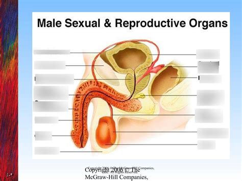 Male Diagram Part 2 Diagram Quizlet