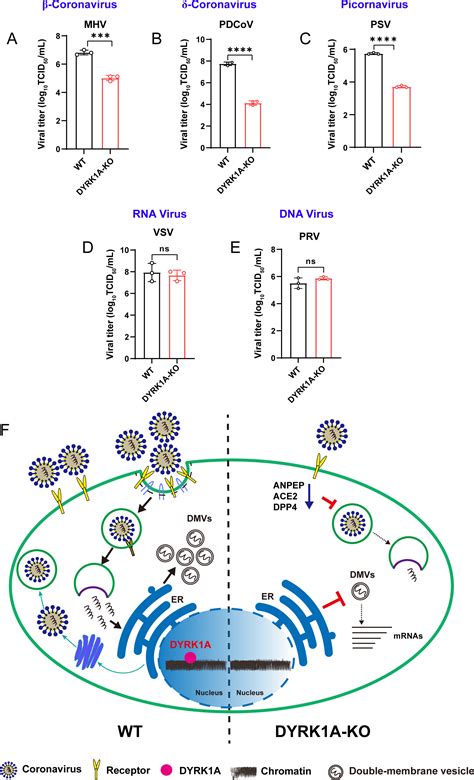 Dyrk1a Is A Multifunctional Host Factor That Regulates Coronavirus