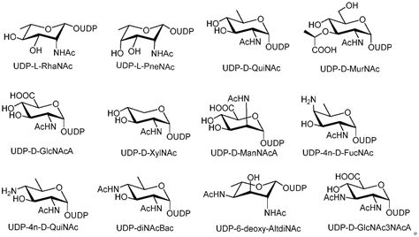 一种由udp Glcnac合成稀有糖核苷酸的方法