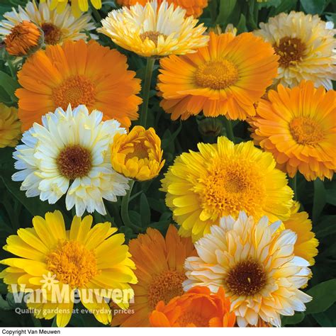 Calendula Officinalis Summer Sunset Seeds Van Meuwen