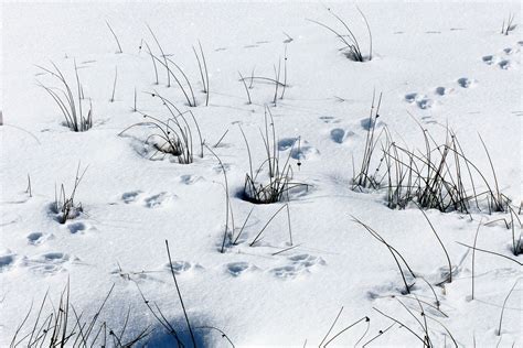 So Erkennen Sie Tierspuren Im Schnee Peta