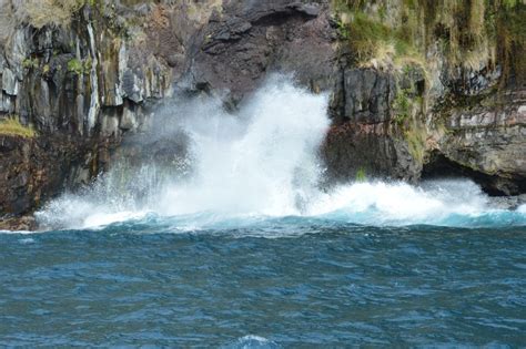 Calheta Whale Dolphin Watching Small Groups Designer Tour Getyourguide