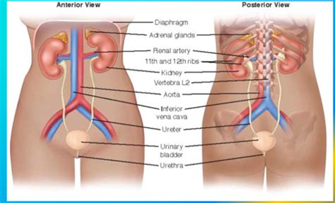 Renal Flashcards Quizlet