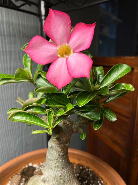 desert rose dying  helpful tips  grow adenium obesum