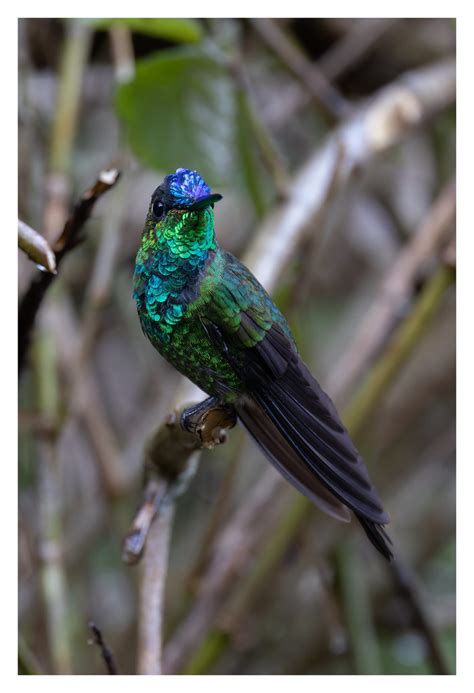 Violet Fronted Brilliant Napo Province Ecuador Joseph Beck Flickr