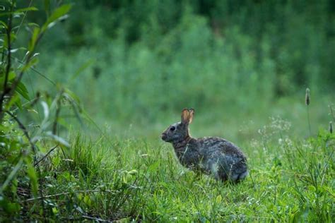 Eastern Cottontail Rabbit Invasive Species Council Of British Columbia