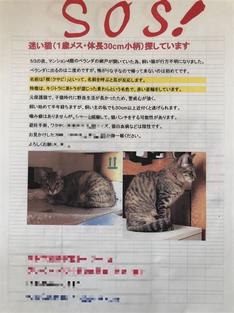 お帰り、脱走猫さん。 ねこから目線。