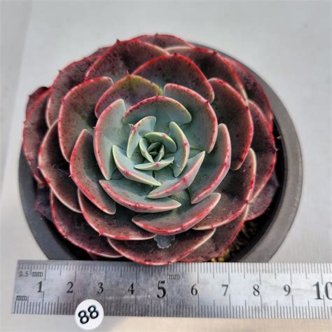 Echeveria Museli 88 DK Succulents Korea Rare Korean Succulents