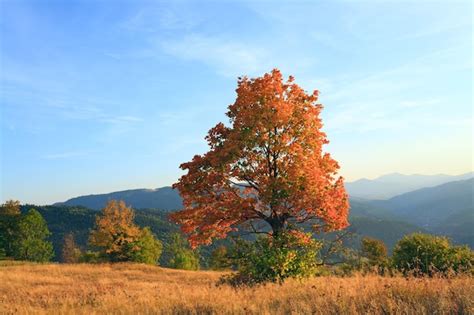 Premium Photo Lonely Autumn Tree On Carpathian Mountainside And