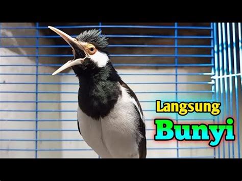 Suara Jalak Suren Gacor Ampuh Bikin Semua Burung Jalak Langsung Bunyi