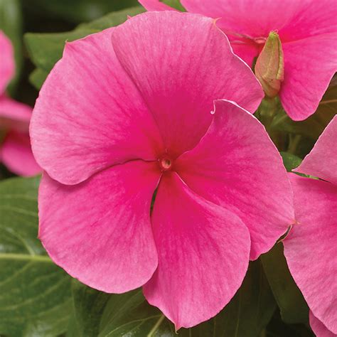 Vinca Cora® Xdr Deep Strawberry Hybrid Cora Cascade Hybrids