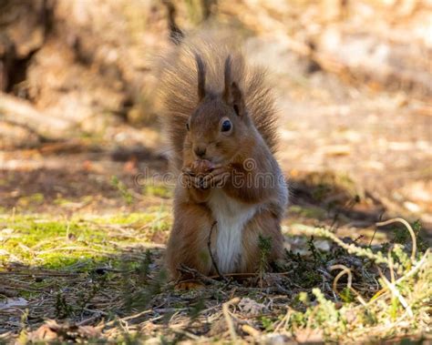 Scottish Red Squirrel in Its Natural Habitat Stock Photo - Image of ...