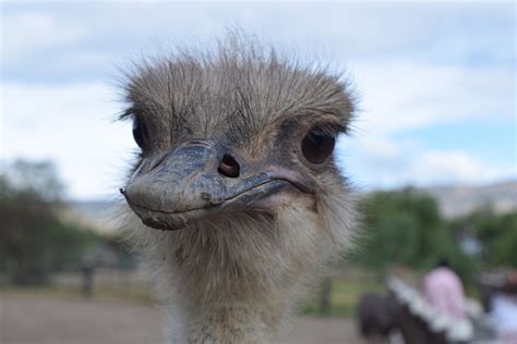 Bird Ostrich Animals - Free photo on Pixabay - Pixabay