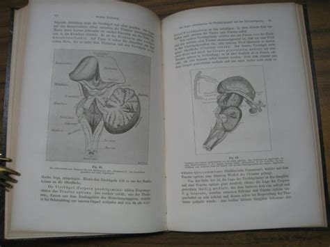Zehn Vorlesungen über den Bau der nervösen Centralorgane Für Ärzte und