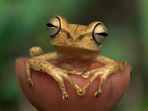 Como o Sapo Respira Sistema Respiratório como Funciona Mundo Ecologia