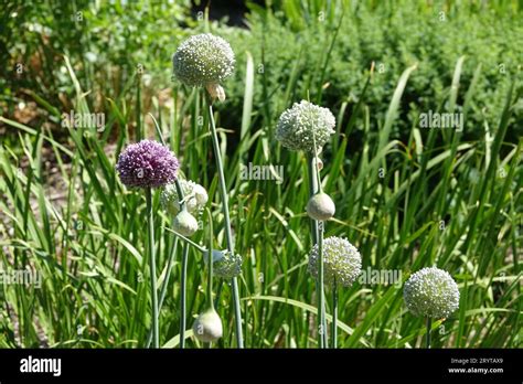 Allium Porrum Leek Stock Photo Alamy