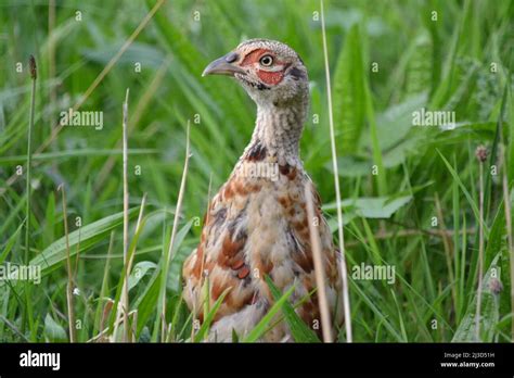 Juvenile Pheasant In Long Grass Phasianus Colchicus Phasianidae