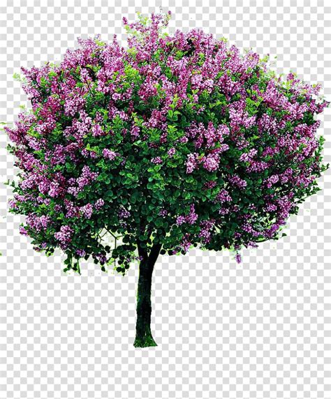 Free Pink Flowering Tree Art Shrub Lilac Tree Pruning Garden