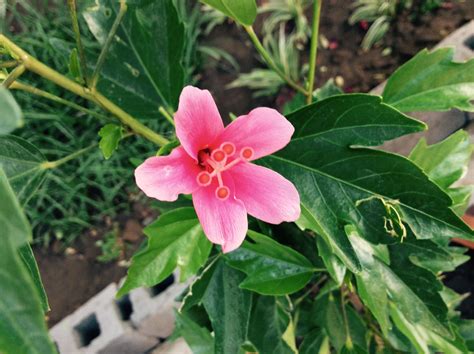 Mini Hibiscus Beautiful Flowers For Your Tropical Garden