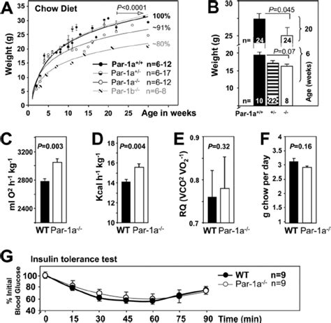 Par 1a Ϫ Ϫ Mice Are Growth Retarded And Hypermetabolic A Body