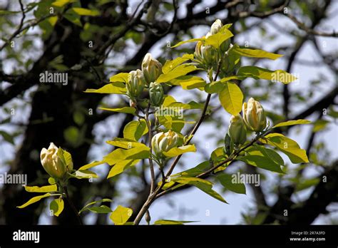 Magnolia acuminata. Cucumber tree. Flowers opening. Also known as ...