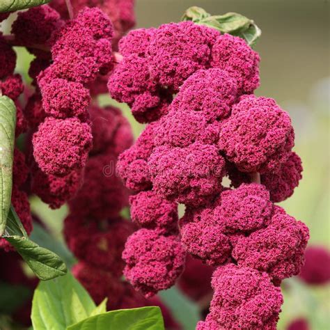 Amaranthus Gangeticus With With Red Inflorescences Stock Photo Image