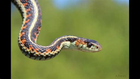 Common Garter Snake In Texas | Fasci Garden