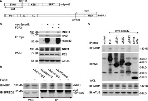 NBR1 Is A Novel Spred2 Binding Partner A A Schematic Representation