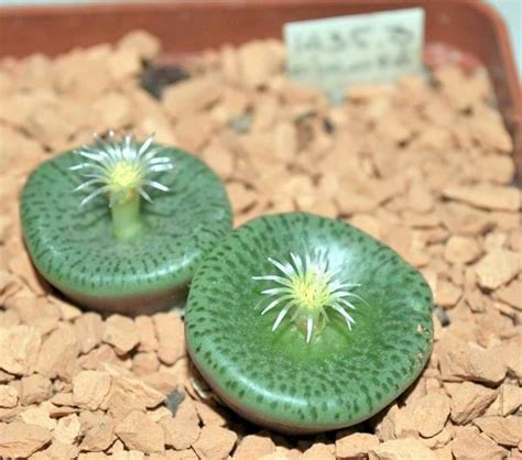 Conophytum Obcordellum Declinatum Bm Cacti And