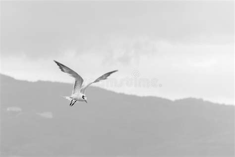 A Royal Tern Seabird In Flight Stock Image Image Of Cloud Orange