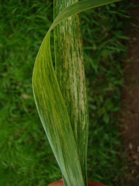 Sintomas Do Mosaico Comum Em Trigo Revista Cultivar