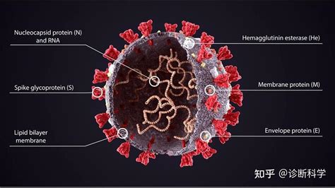 新冠 新冠新药靶点？新研究揭示了sars Cov 2蛋白质与人类蛋白质的相互作用 知乎