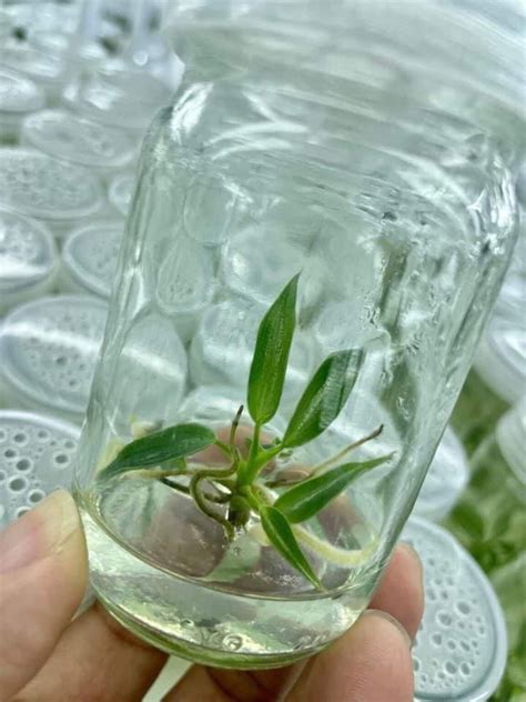 Philodendron Spiritus Sancti Tissue Culture From Thailand From Only 48