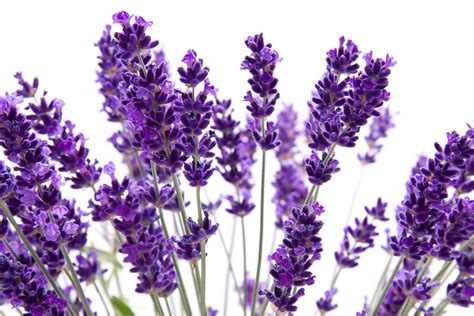 Lavanda Como Plantar E Cultivar Em Casa Blog Plantei