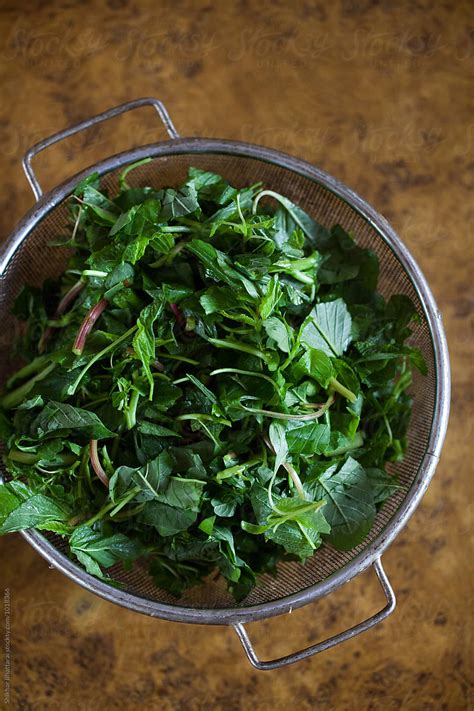 Colander Full Of Fresh Green Edible Leaves By Stocksy Contributor