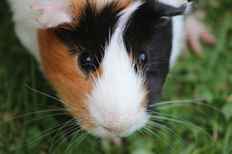 Why Does Your Guinea Pig Lick You