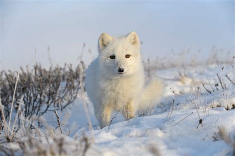 Premium Photo Wild Arctic Fox Vulpes Lagopus In Tundra In Winter