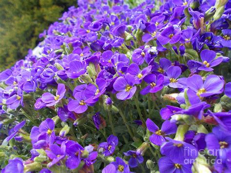 Purple Rock Cress Photograph By Angelika Heidemann Fine Art America