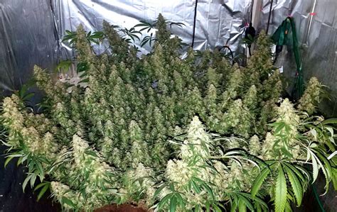 How To Use Co To Increase Cannabis Yields Grow Weed Easy